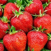10x Erdbeere Fragaria 'Ostara' rot - Wurzelnackte Pflanzen