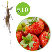 10x Erdbeere Fragaria 'Sonata' rot - Wurzelnackte Pflanzen