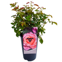 Rose Rosa 'Myveta'® Rosa - Winterhart