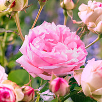 Rose Rosa 'Leonardo da Vinci'® Rosa - Winterhart