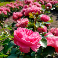 Rose Rosa 'Leonardo da Vinci'® Rosa - Winterhart