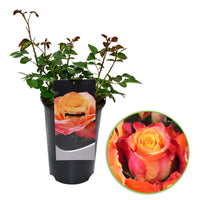 Großblütige Rose Rosa 'Britannia'® Lachsfarben-Rosa - Winterhart