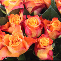 Großblütige Rose Rosa 'Britannia'® Lachsfarben-Rosa - Winterhart