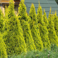 Lebensbaum Thuja 'Golden Smaragd' - Winterhart