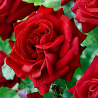 Großblütige Rose Rosa 'Dame de Coeur' rot - Winterhart