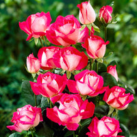 Großblütige Rose Rosa 'Rose Gaujard' rot - Winterhart
