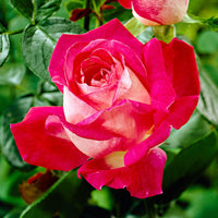 Großblütige Rose Rosa 'Rose Gaujard' rot - Winterhart