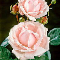 Rose Rosa 'New Dawn'® Rosa-Mehrfarbig - Winterhart