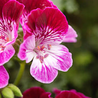 3x Geranie Pelargonium 'Tip Top Duet' rot-rosa-weiβ
