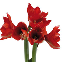 Amaryllis 'Wonderful X-mas' Rot