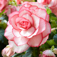 5x Doppelblütige Begonie 'Bouton de Rose' rosa