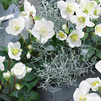 3x Christrose Helleborus 'Christmas Carol', weiß inkl. Schale, grü