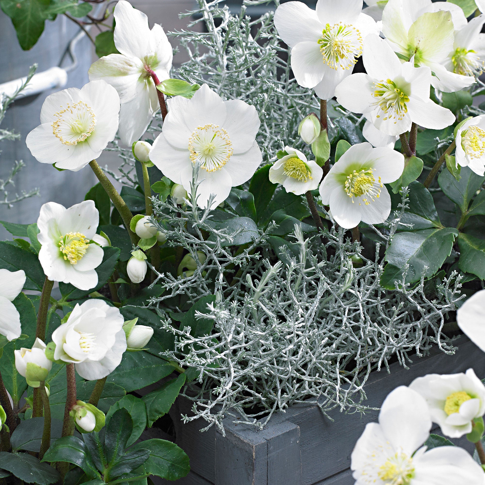 Kaufen Sie jetzt Staude Christrose Helleborus 'Christmas Carol' weiß