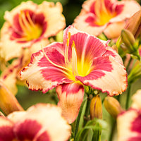 3x Dufttaglilie 'Pink Sensation' lachsfarben-gelb - Wurzelnackte Pflanzen - Winterhart