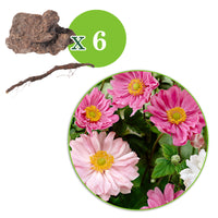 3x Herbstanemone Anemone hupehensis rot-rosa-weiβ - Wurzelnackte Pflanzen - Winterhart