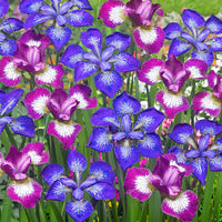 3x Sibirische Iris - Mischung 'Star' gemischt - Wurzelnackte Pflanzen - Winterhart