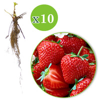 10x Erdbeere Fragaria 'Salsa' rot - Wurzelnackte Pflanzen