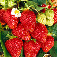10x Erdbeere Fragaria 'Lambada' rot - Wurzelnackte Pflanzen