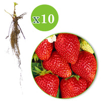 10x Erdbeere Fragaria 'Lambada' rot - Wurzelnackte Pflanzen