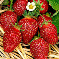 10x Erdbeere Fragaria 'Korona' rot - Wurzelnackte Pflanzen