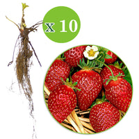 10x Erdbeere Fragaria 'Korona' rot - Wurzelnackte Pflanzen