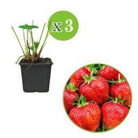 3x Erdbeere Fragaria 'Summer Breeze Rose' - Biologisch im Topf