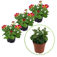 3x Petunie 'Amore Queen of Hearts' gelb-rot