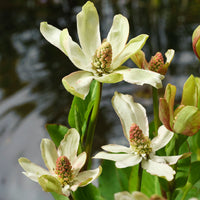 Wasseranemone Anemopsis californica rot-weiβ - Sumpfpflanze, Uferpflanze