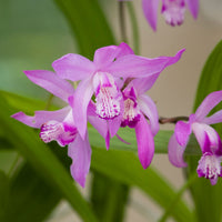 Japanische Orchidee Bletilla straita rosa - Uferpflanze