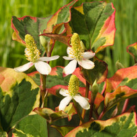Sumpfanemone  Houttuynia 'Chameleon' - Sumpfpflanze, Uferpflanze