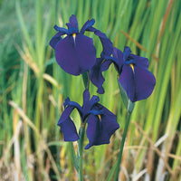 Japanische Iris kaempferi lila - Sumpfpflanze, Uferpflanze