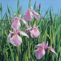 Japanische Iris Iris 'Rose Queen' rosa - Sumpfpflanze, Uferpflanze