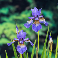 Sibirische blaue Iris sibirica blau-lila - Sumpfpflanze, Uferpflanze