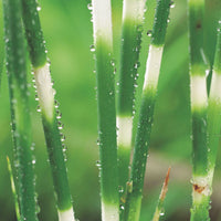 Salz-Teichsimse Schoenoplectus 'Zebrinus' - Sumpfpflanze
