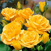Büschelrose Rosa 'Arthur Bell' gelb - Winterhart