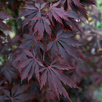 Japanischer Ahorn Acer 'Black Lace' rot-lila - Winterhart