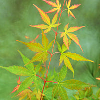 Japanischer Ahorn Acer 'Sangokaku' grün-rot - Winterhart