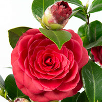 Kamelie Camellia japonica 'Black Lace' rot inkl. Ziertopf - Winterhart