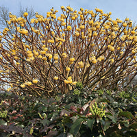 Edgeworthia 'Grandiflora' - Winterhart