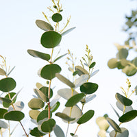 Gummibaum Eucalyptus gunnii 'Azura' weiβ - Winterhart