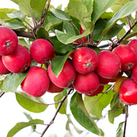 Apfelbaum Malus 'Appletini' rot - Winterhart