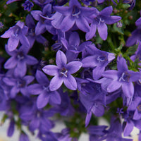 Glockenblume Campanula 'Lavender' - Winterfest 'Lavender' Lila - Winterhart
