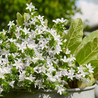Polsterglockenblume Campanula 'Silberregen' Weiß - Bio - Winterhart