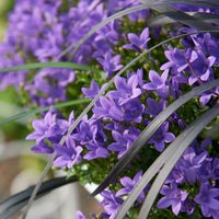 Campanula 'Adansa Purple' Lila - Winterhart