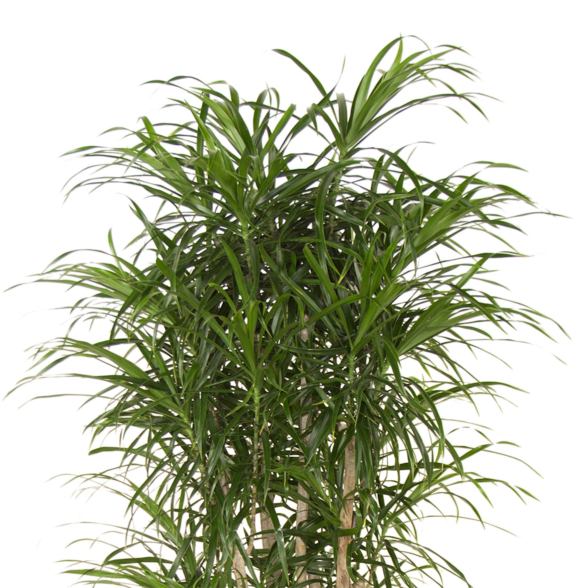 dracaena reflexa kaufen Kaufen Sie jetzt Zimmerpflanze Drachenblutbaum Dracaena 'Anita'