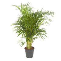 Goldfruchtpalme Dypsis lutescens XL