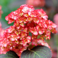 Bauernhortensie Hydrangea 'Rosso Glory' Rot - Winterhart