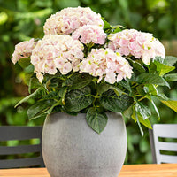 Bauernhortensie Hydrangea 'Elegant Rose' Rosa - Winterhart