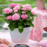 Bauernhortensie Hydrangea 'Revolution Pink' Rosa-Grün - Winterhart