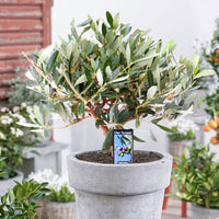 Olivenbaum Olea europeana auf einem Stamm 15–25 cm